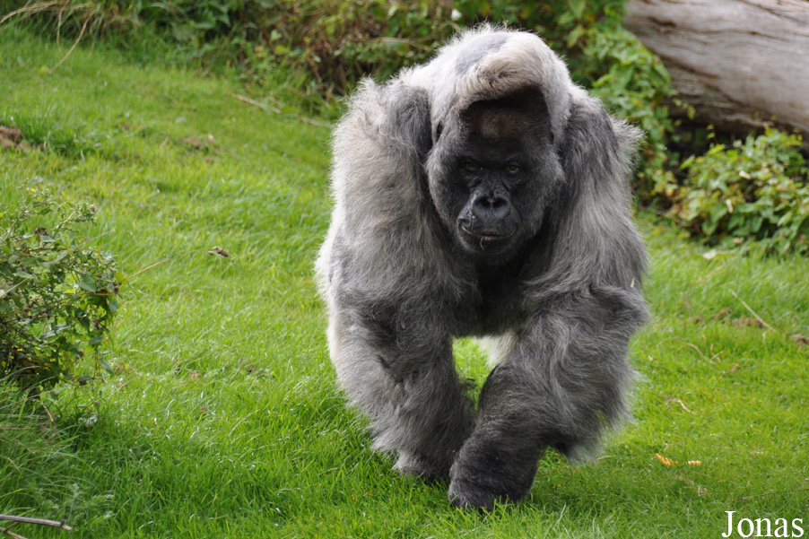 Gorilla gorilla gorilla