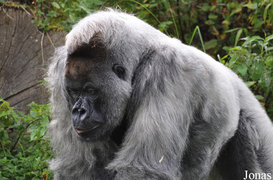 Gorilla gorilla gorilla