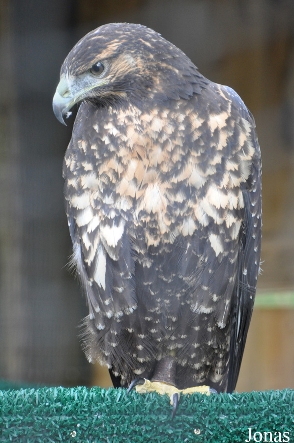 Geranoaetus melanoleucus