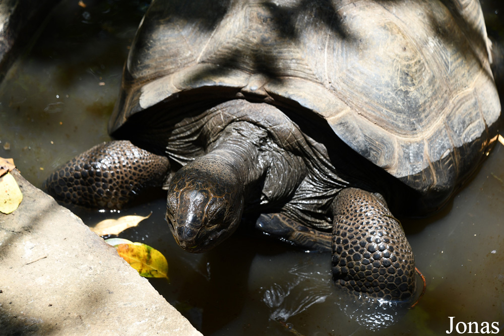Geochelone gigantea / Biby Havantsika / Visualiser dans la Galerie animalière