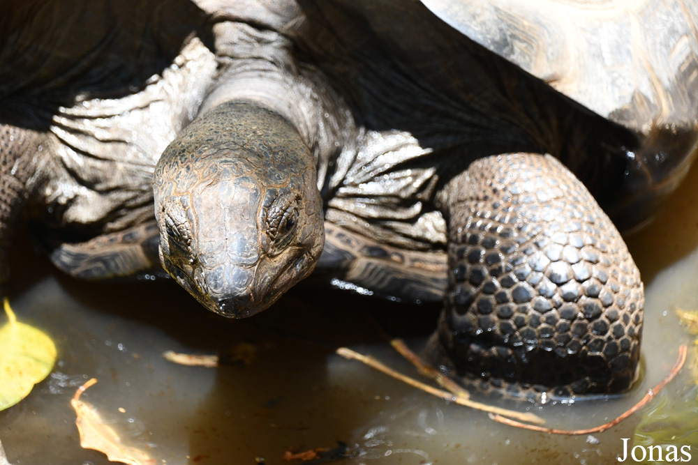 Geochelone gigantea / Biby Havantsika / Visualiser dans la Galerie animalière